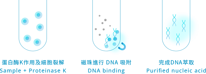 DNA萃取