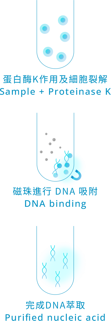 DNA萃取